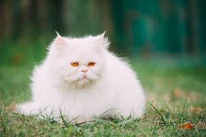 Caring For Persian Cats