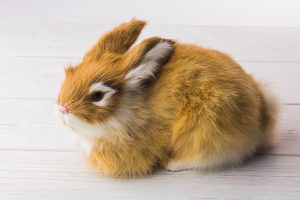 Do Rabbits Make Good Pets For Kids?