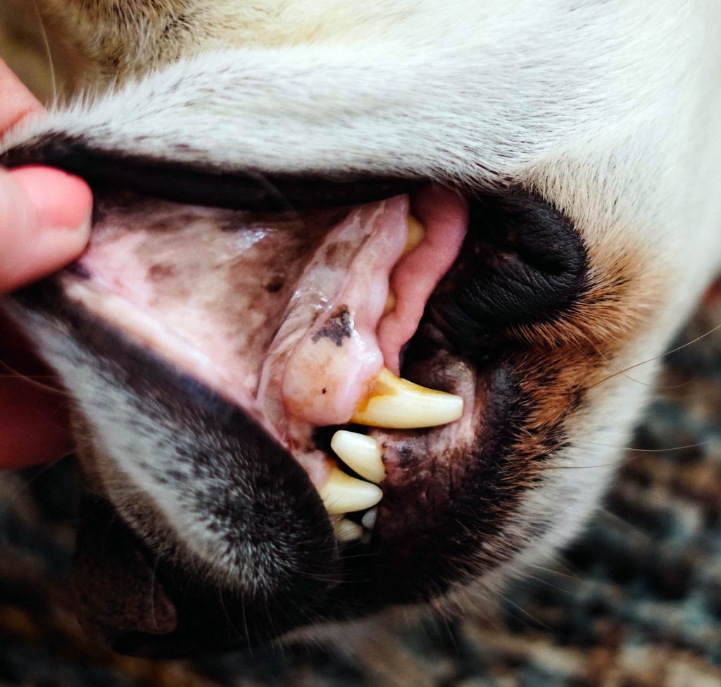 The Secret to Your Dog's Sparkling Smile