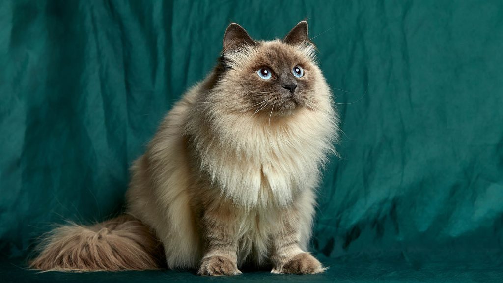 What cat breed lives the longest? New study reveals the answer!